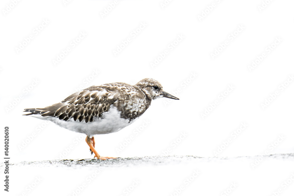 Obraz premium animal