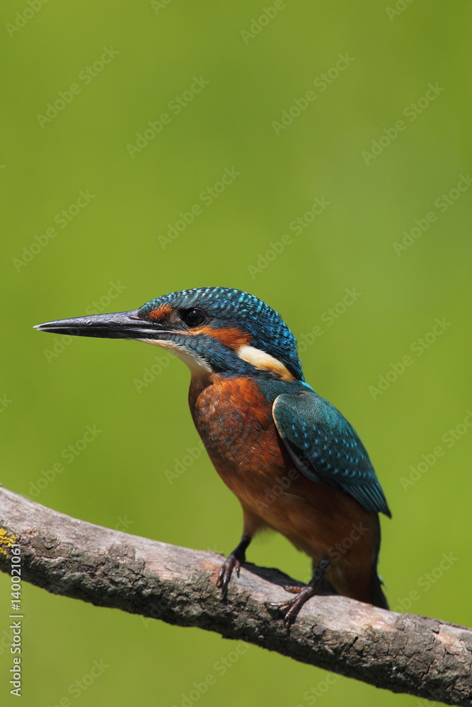 Fototapeta premium animal