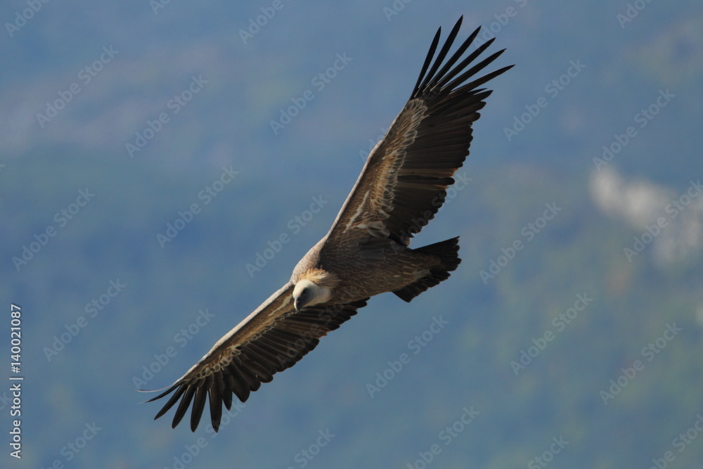 Obraz premium animal