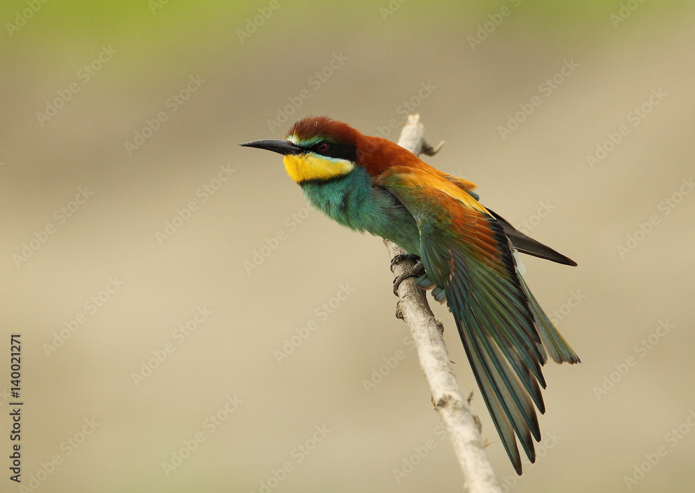 Obraz premium Animal