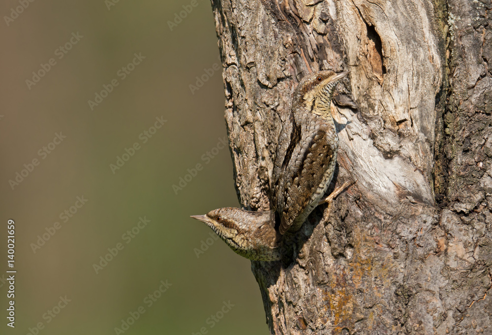 Obraz premium Animal