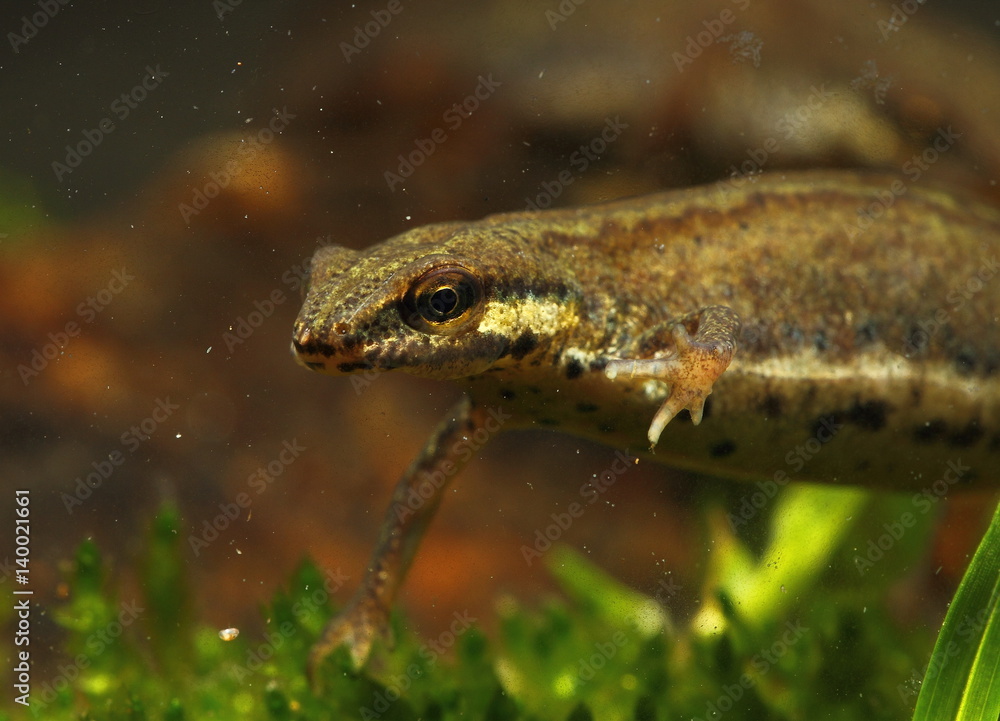 Fototapeta premium Animal