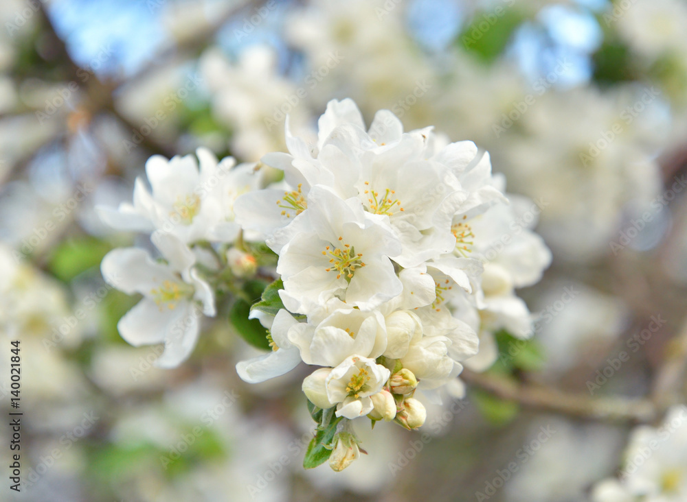 Blossoming apple tree closeup.