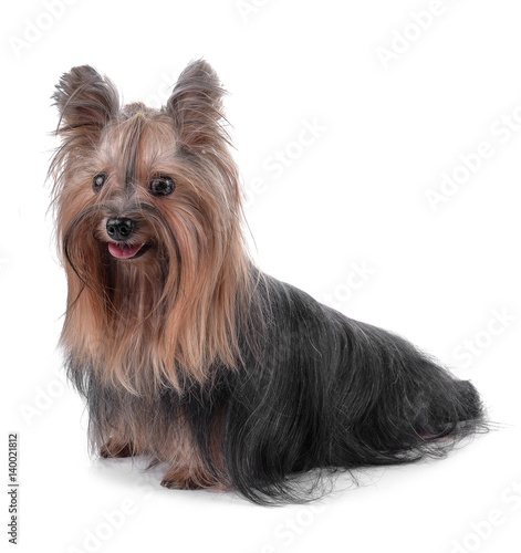 Yorkshire Terrier © supia