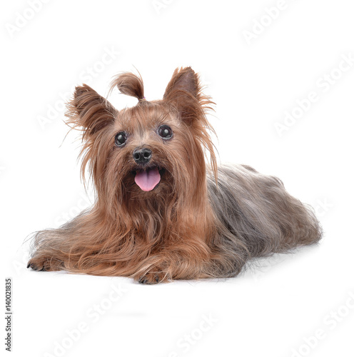 Yorkshire Terrier © supia