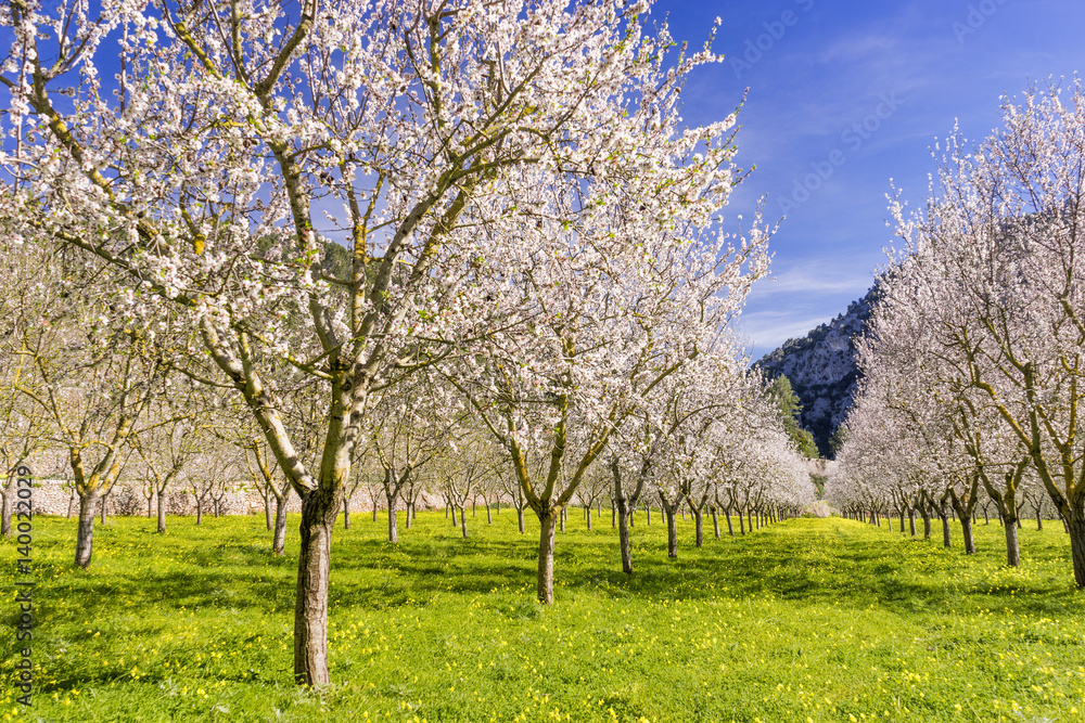 almond trees