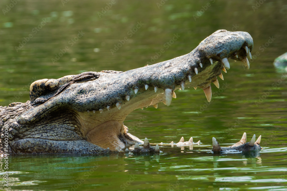 Naklejka premium crocodile