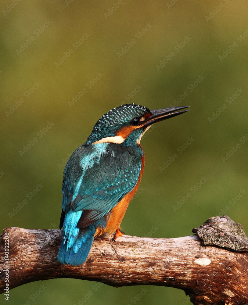 Fototapeta premium animal