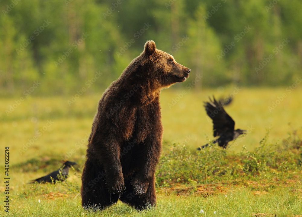 Fototapeta premium animal