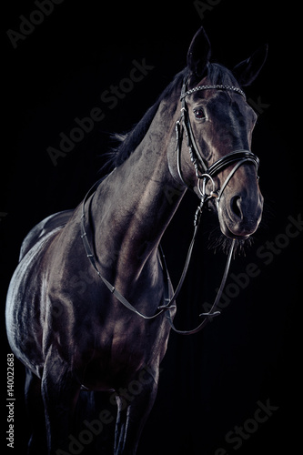 Horse On Black Background