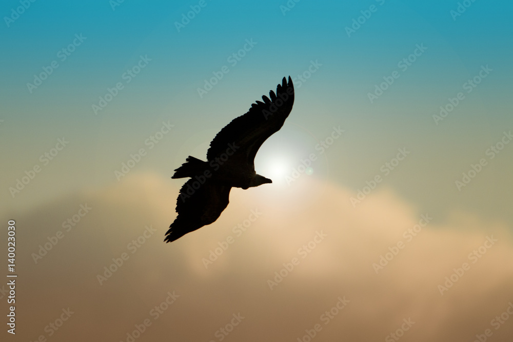 Obraz premium Animal