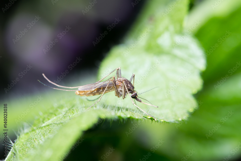 Mosquito on a Green Leaf, Mosquitoes is carrier of Malaria/ Encephalitis/ Dengue Mosquito on a Green Leaf, Mosquitoes is carrier of Malaria/ Encephalitis/ Dengue
