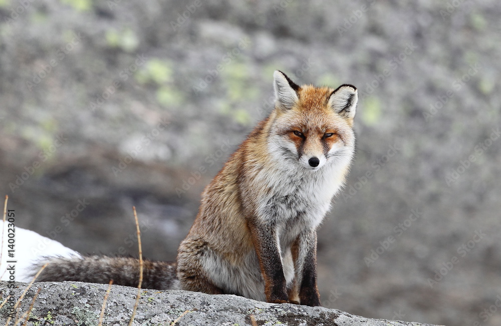 Naklejka premium Animal