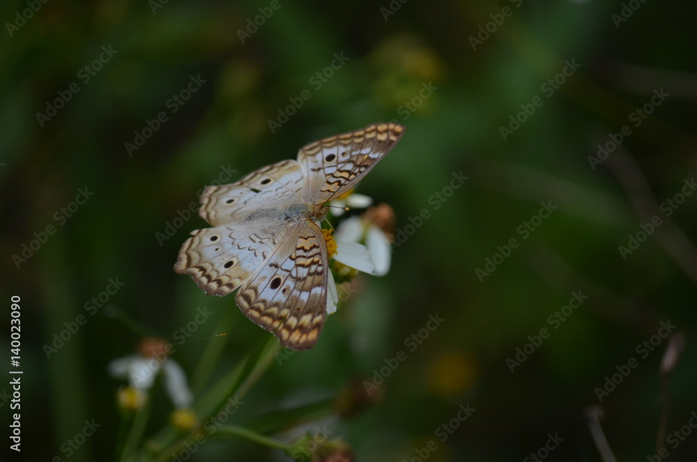 Fototapeta premium Butterfly