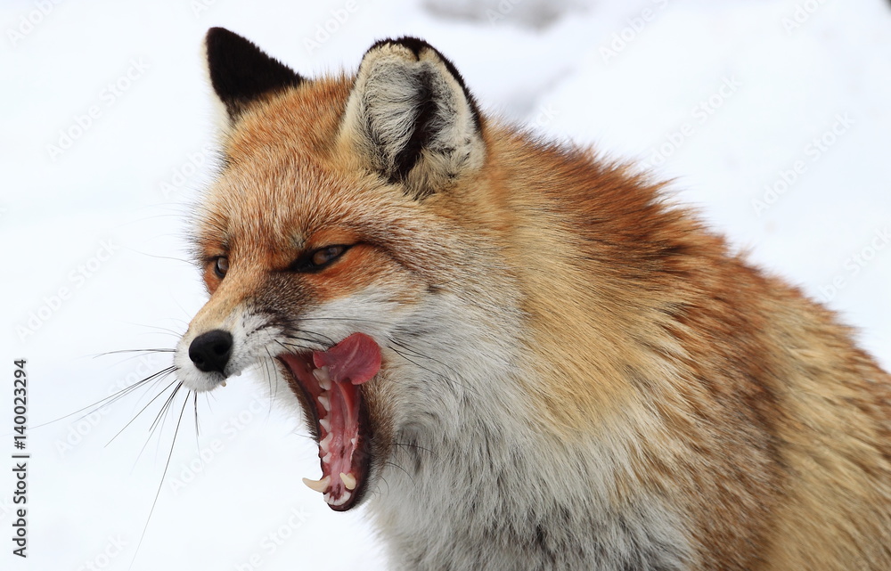 Fototapeta premium animal