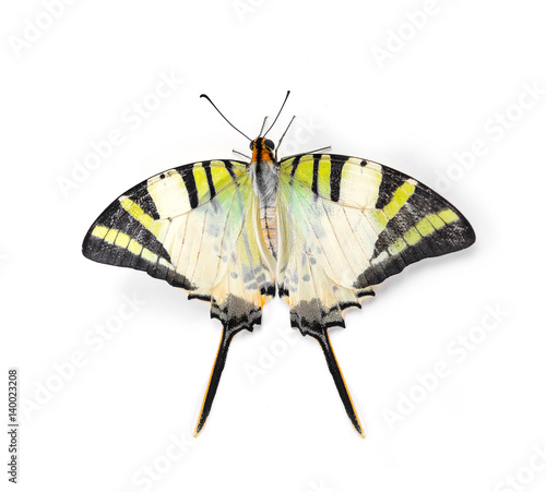 Yellow butterfly isolated on white background.