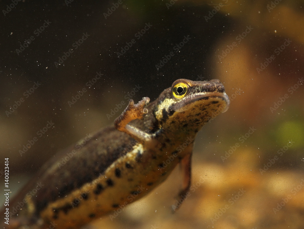 Obraz premium animal