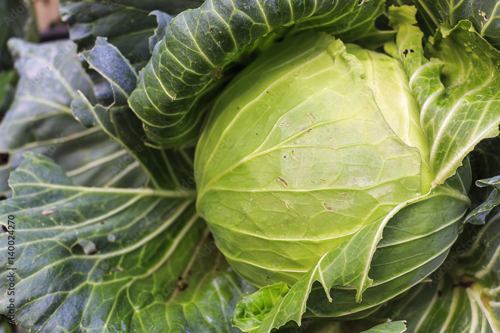 Obraz premium cabbage in the garden with soft-focus in the background and over light