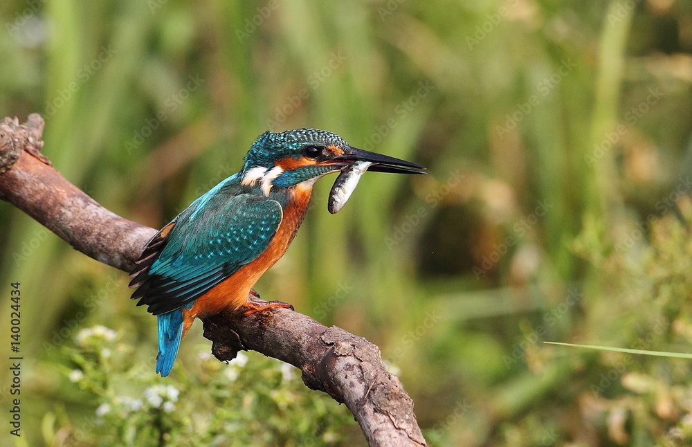 Fototapeta premium Kingfisher