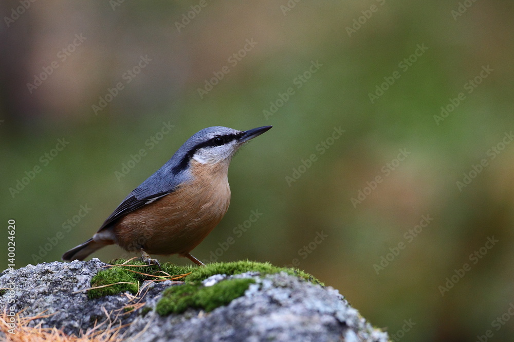 Fototapeta premium animal