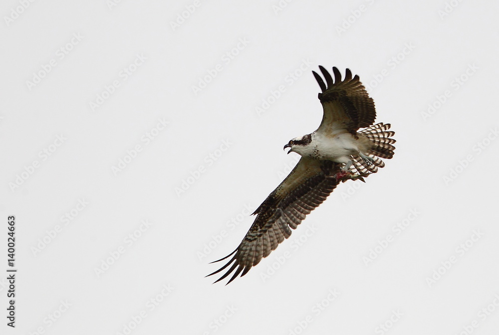 Obraz premium animal