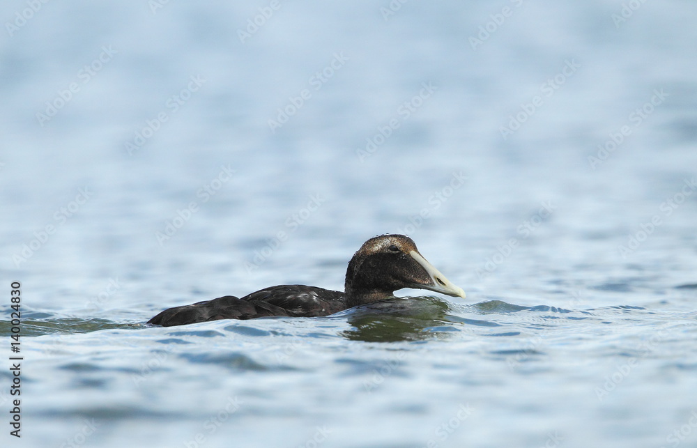 Fototapeta premium animal