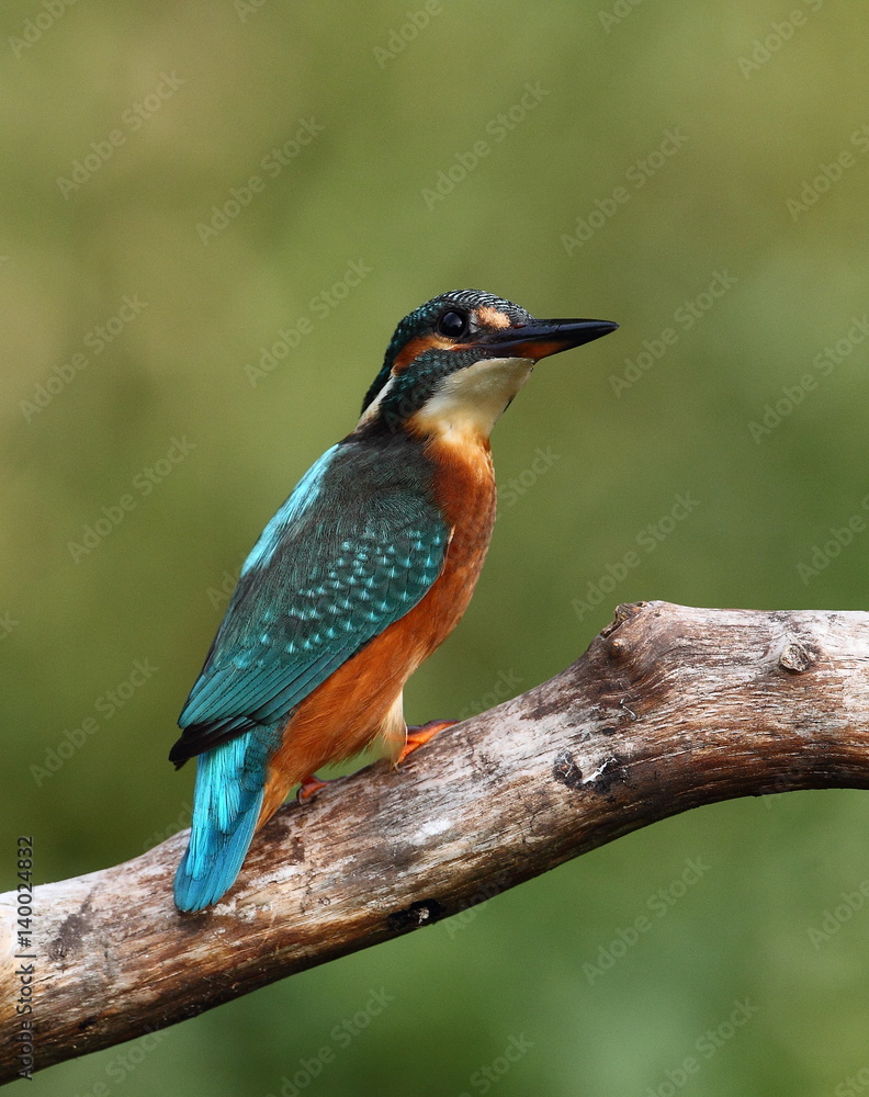 Fototapeta premium animal