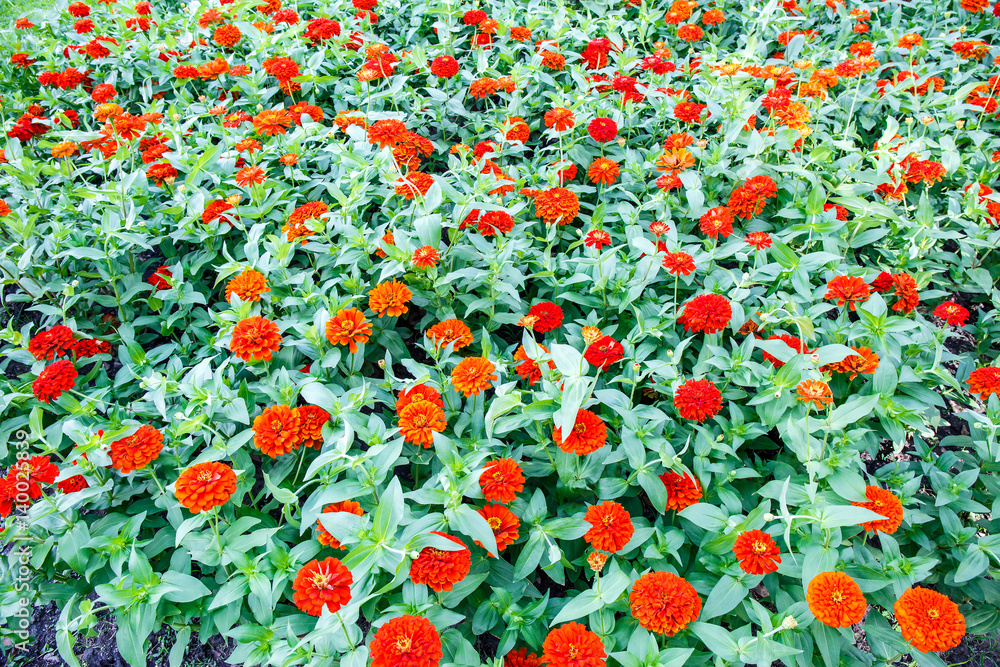 Red flower field.