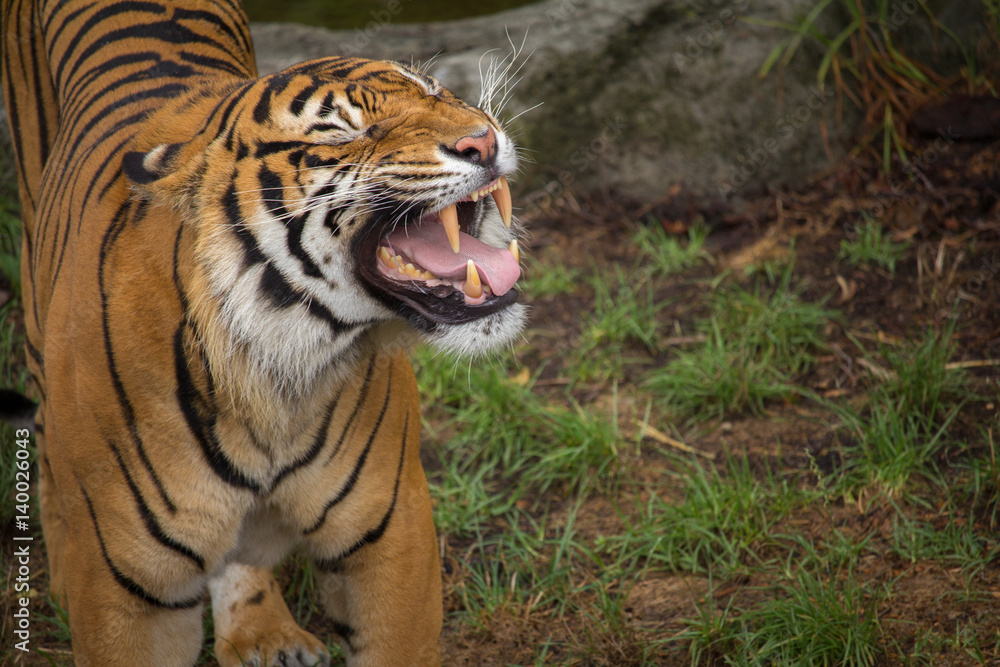 Sumatran Tiger Baring his Teeth Horizontal with Copy Space