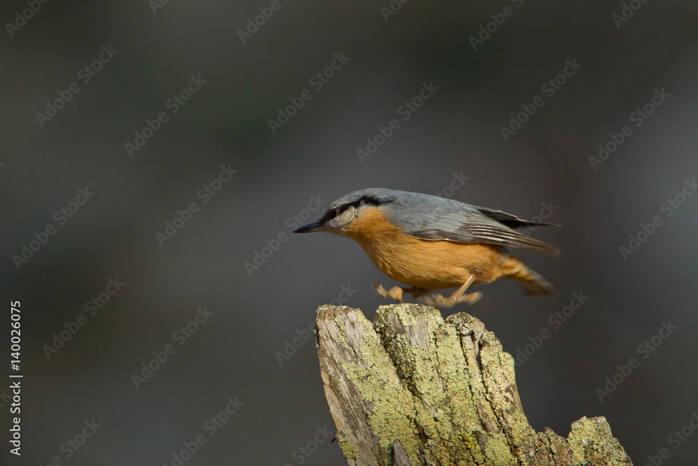 Fototapeta premium animal