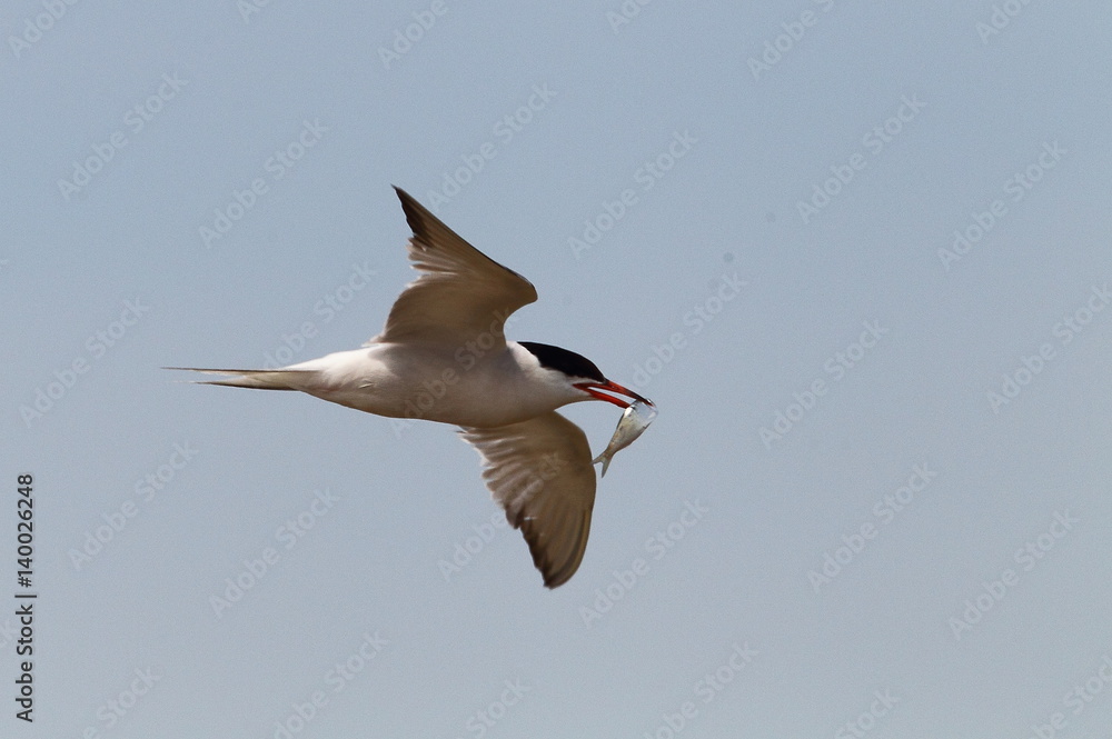 Obraz premium animal