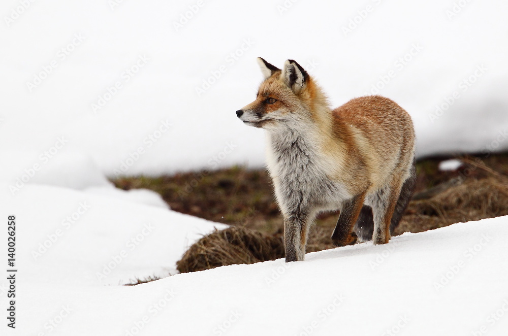Fototapeta premium animal
