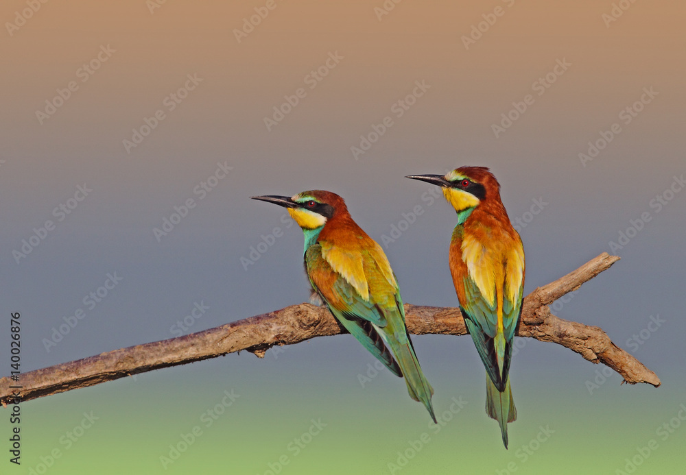 Obraz premium animal