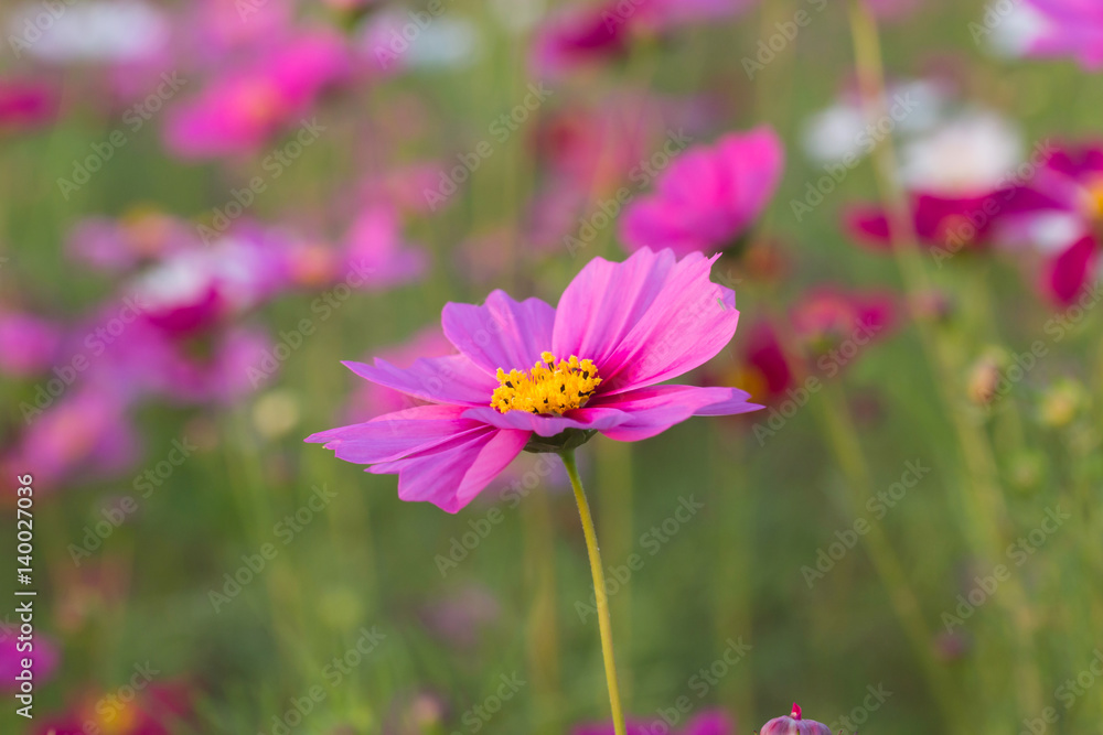 Beautiful Pink Cosmos Flower in North of Thailand
Beautiful Pink Cosmos Flower in North of Thailand