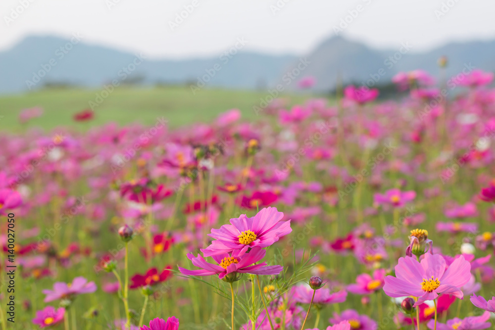 Beautiful Pink Cosmos Flower in North of Thailand
Beautiful Pink Cosmos Flower in North of Thailand