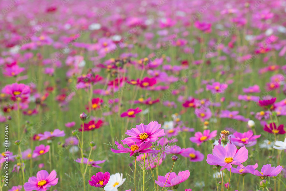 Beautiful Pink Cosmos Flower in North of Thailand
