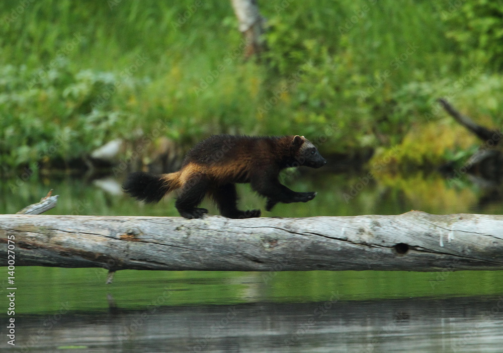 Fototapeta premium animal