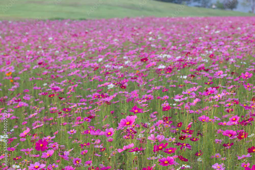 Beautiful Pink Cosmos Flower in North of Thailand
Beautiful Pink Cosmos Flower in North of Thailand