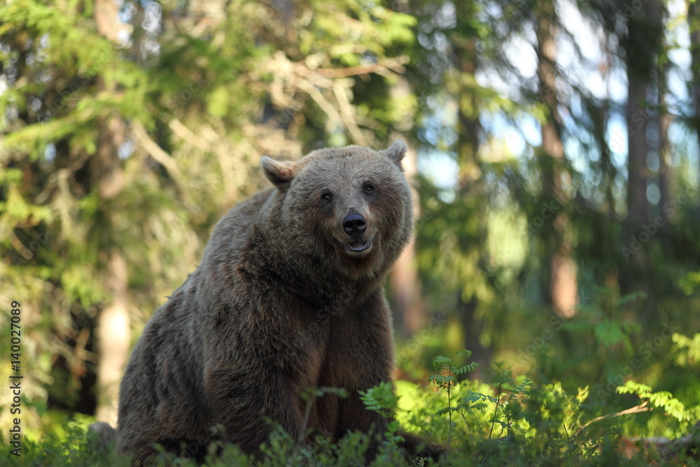 Obraz premium animal