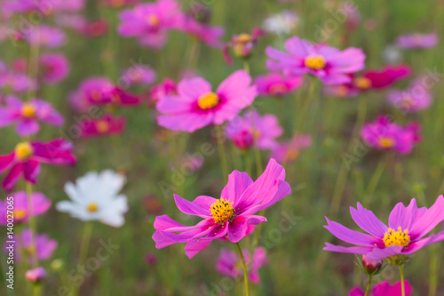 Beautiful Pink Cosmos Flower in North of Thailand 