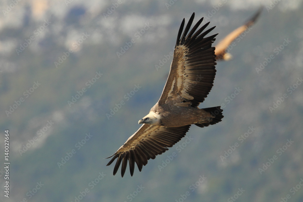 Fototapeta premium animal