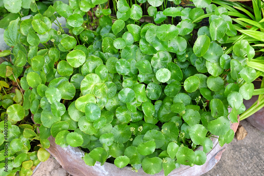 fresh green Centella asiatica plants with water drop on leaf fresh green Centella asiatica plants with water drop on leaf