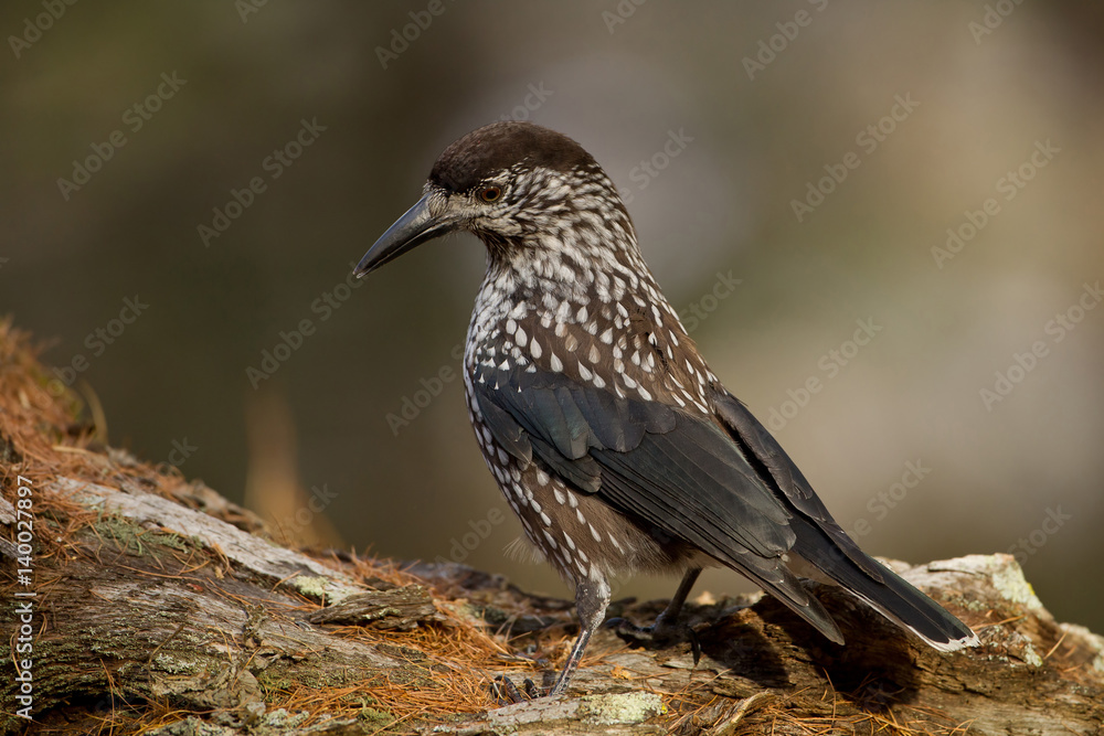 Obraz premium animal