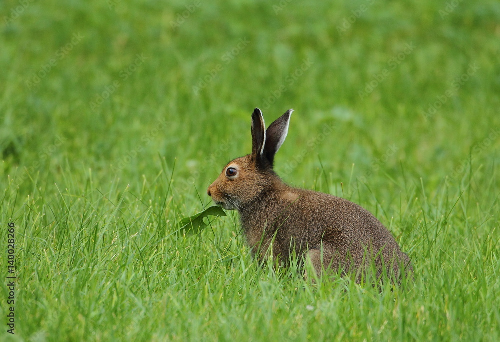 Fototapeta premium animal