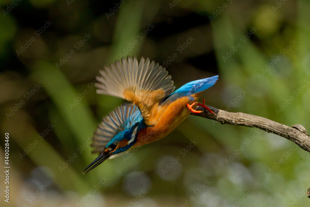 Fototapeta premium animal