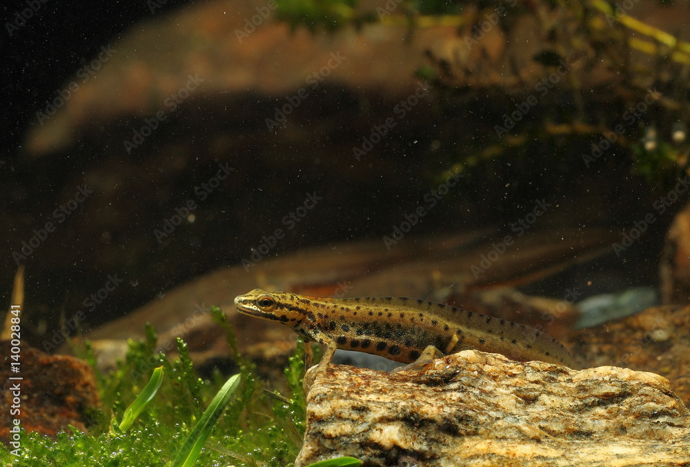 Obraz premium zwierzę