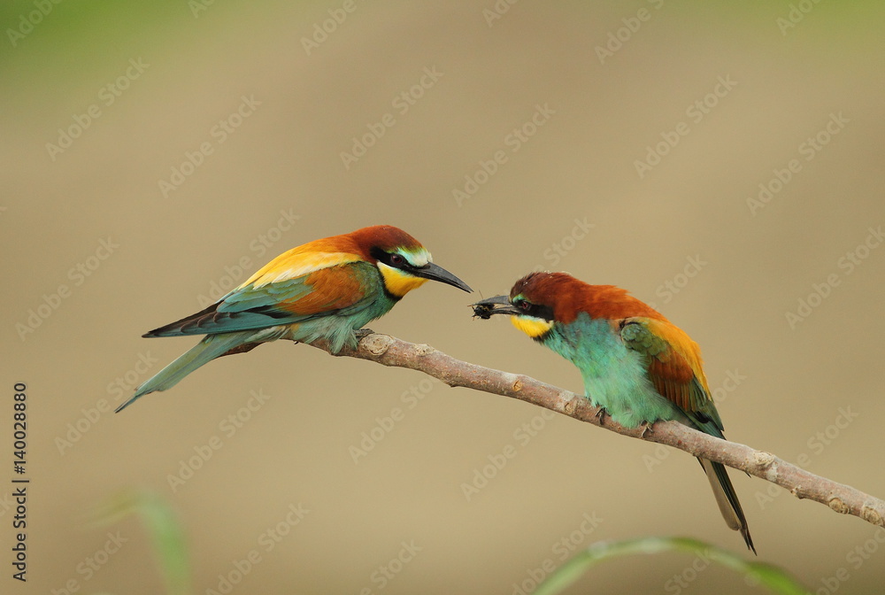 Fototapeta premium animal