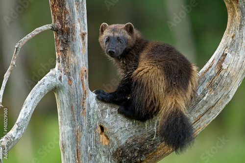 animal