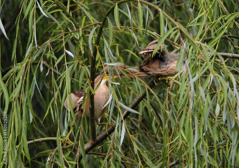 Obraz premium animal