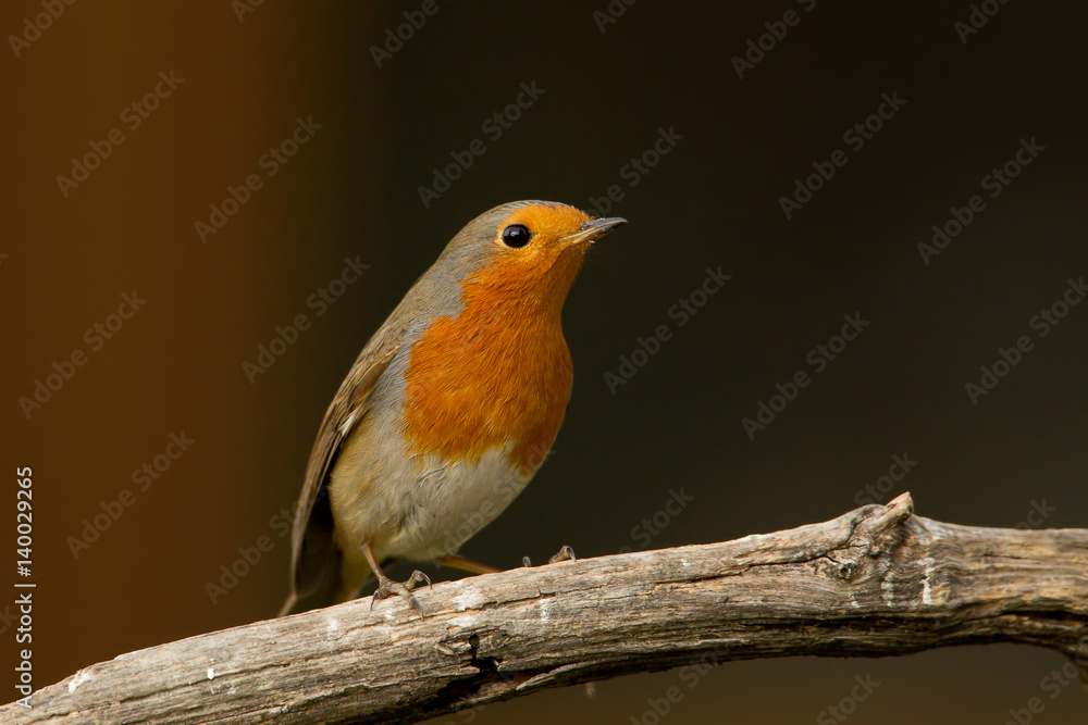 Fototapeta premium animal